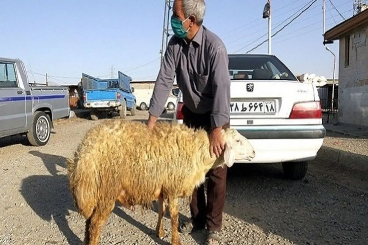 ادعای عجیب تاخت زدن پژو با گوسفند زنده