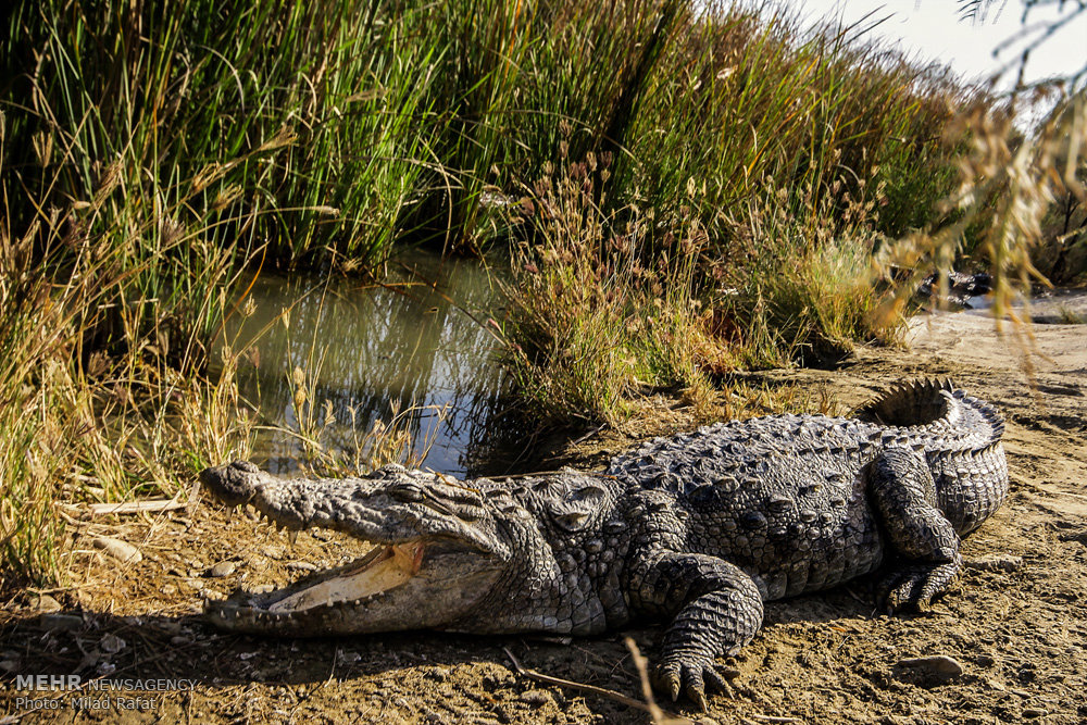 خروج تمساح‌ها از محل زندگی بر اثر سیل