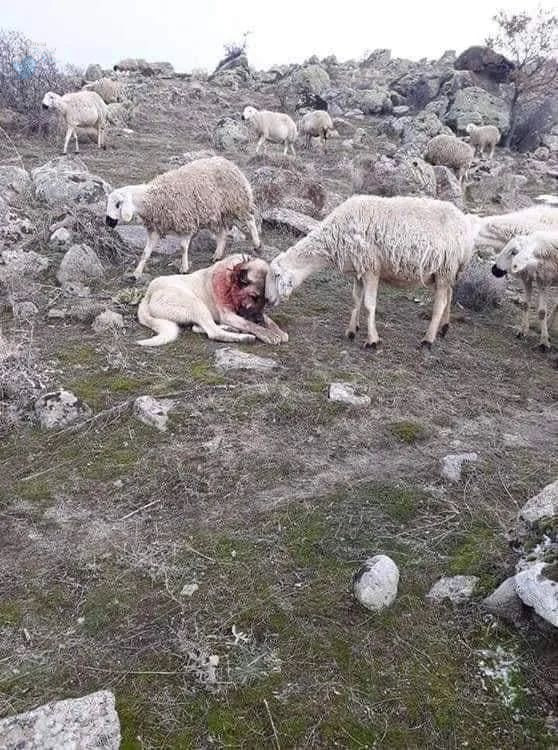 واکنش گوسفندها به سگ زخمی گله که از آن‌ها دفاع کرده بود