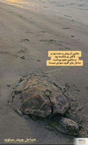 عکس/ مرگ دردناک لاک پشت ها بخاطر رانندگان بی وجدان