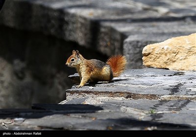 سنجابهای دره عباس آباد همدان